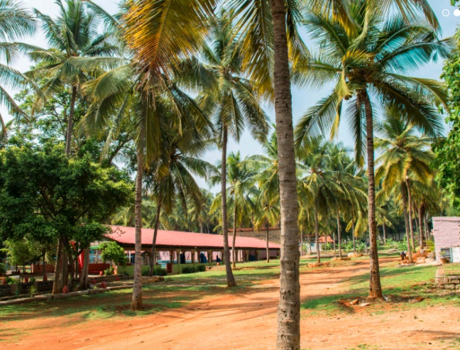 The coconut grove and red-earth pathway leading past the long tiled-roof hall